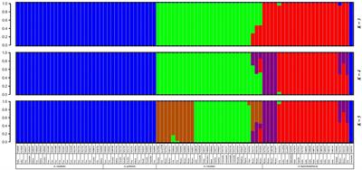 Diversity in Grain Amaranths and Relatives Distinguished by Genotyping by Sequencing (GBS)